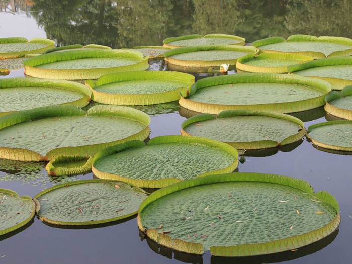 王莲种植案例 